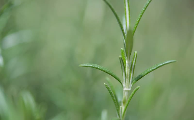 Rosemary